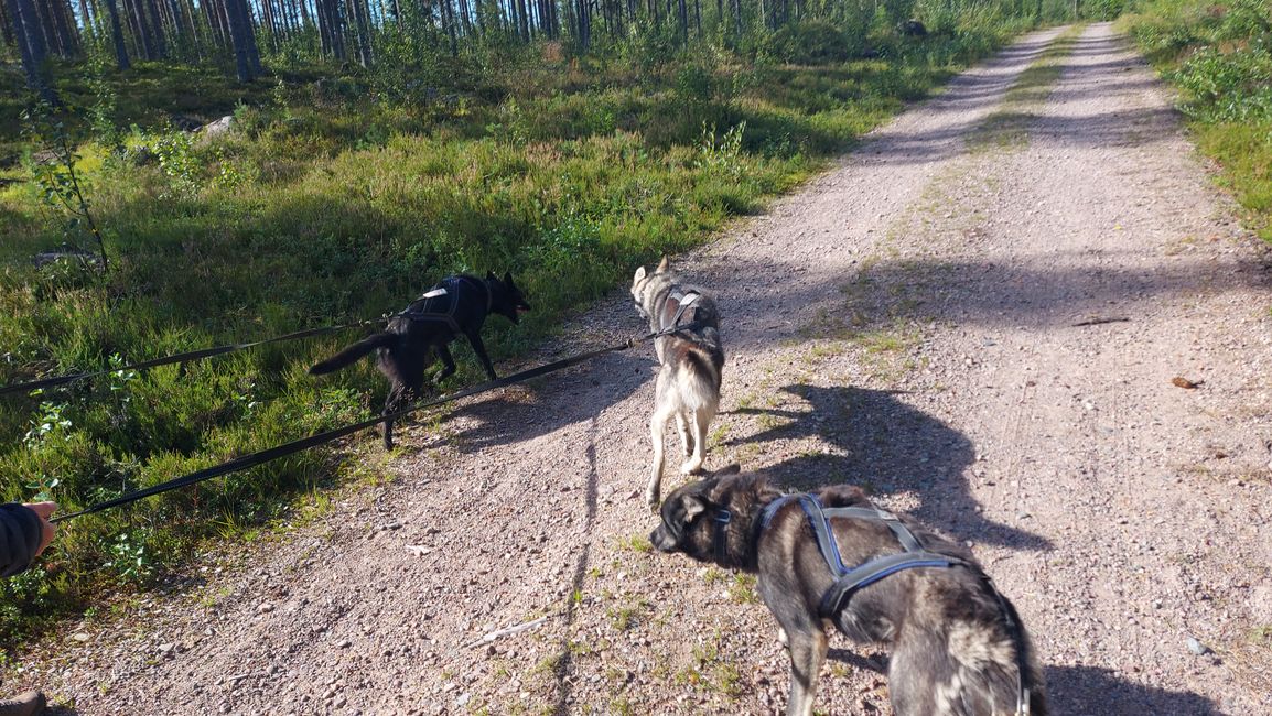 Villa Fregn - Huskyfarm - Fulufjällets NP - Mora