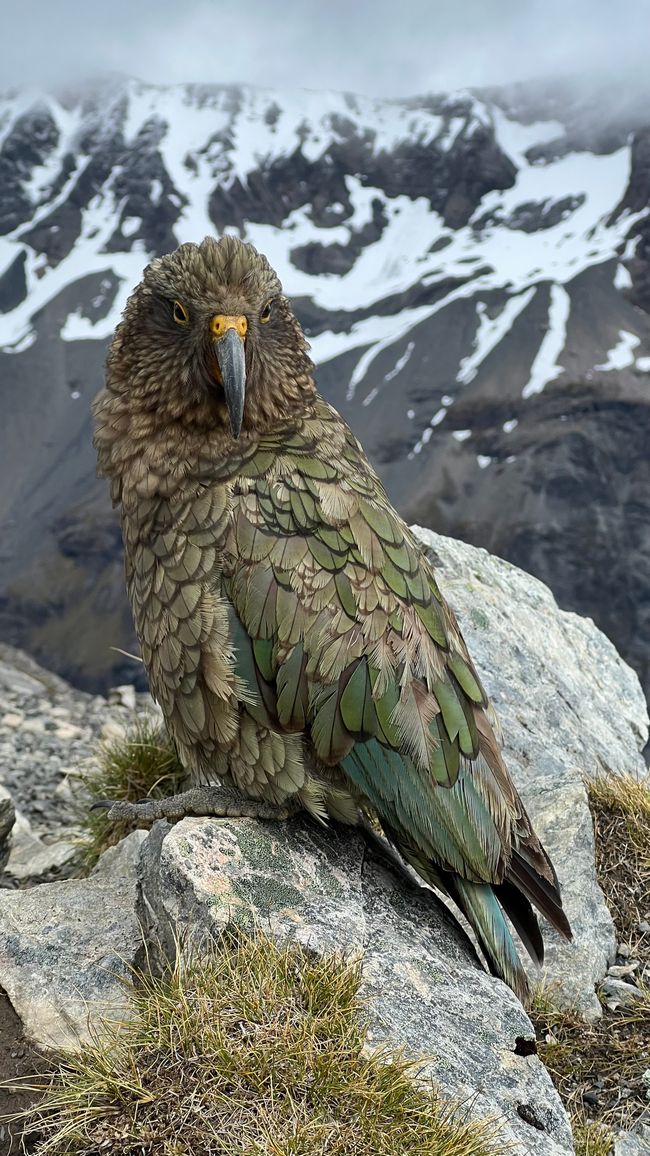 Kea auf dem Gipfel des Avalanche Peaks