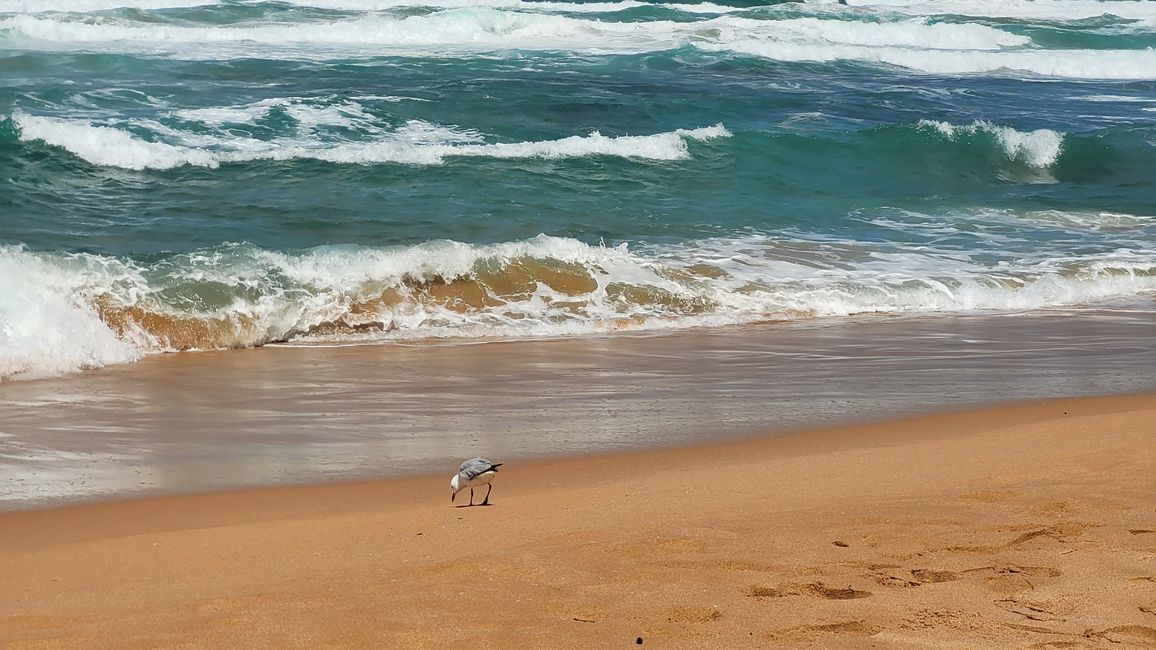 I Dodici Apostoli lungo la Great Ocean Road