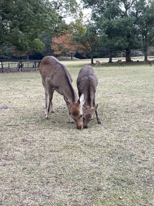 Foodsharing