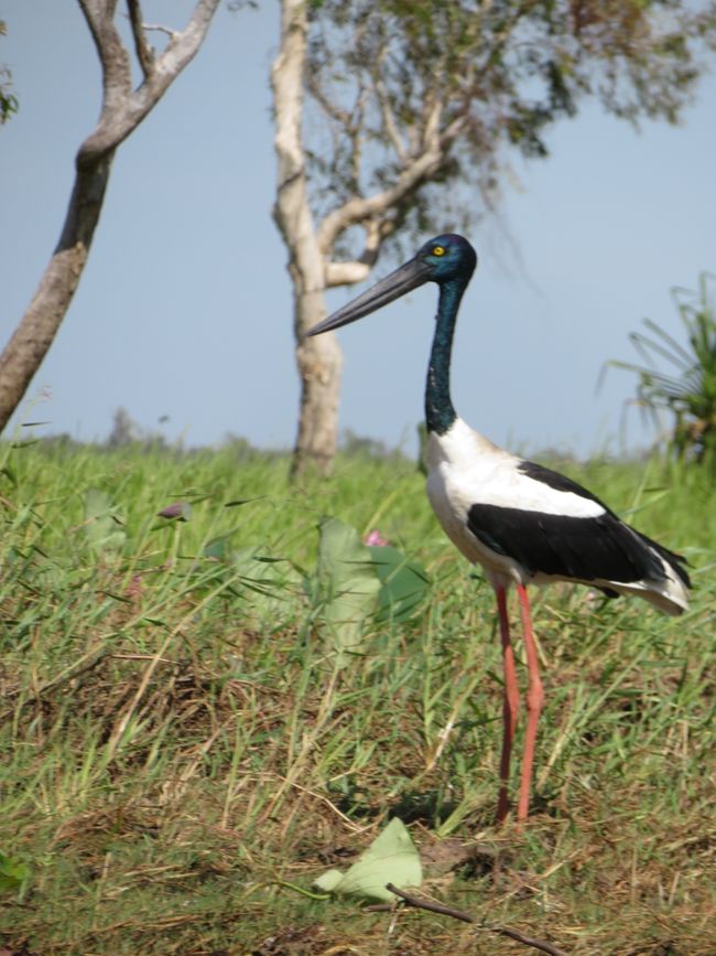 Jabiru Weibchen