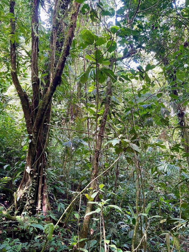 noch mehr Regenwald