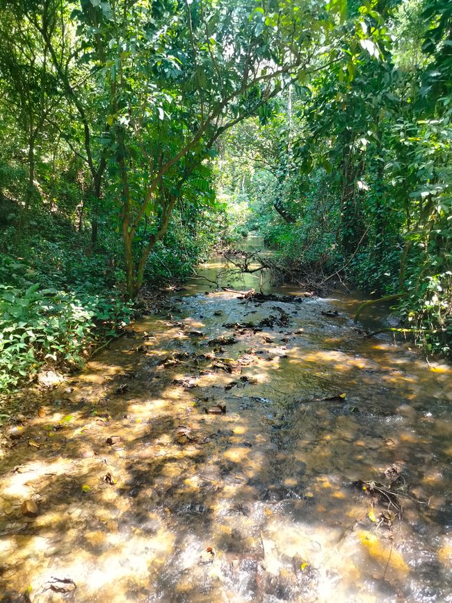 Chutes d'eau de Wli, Sanctuaire des Singes de Tafi, Mont Gemi