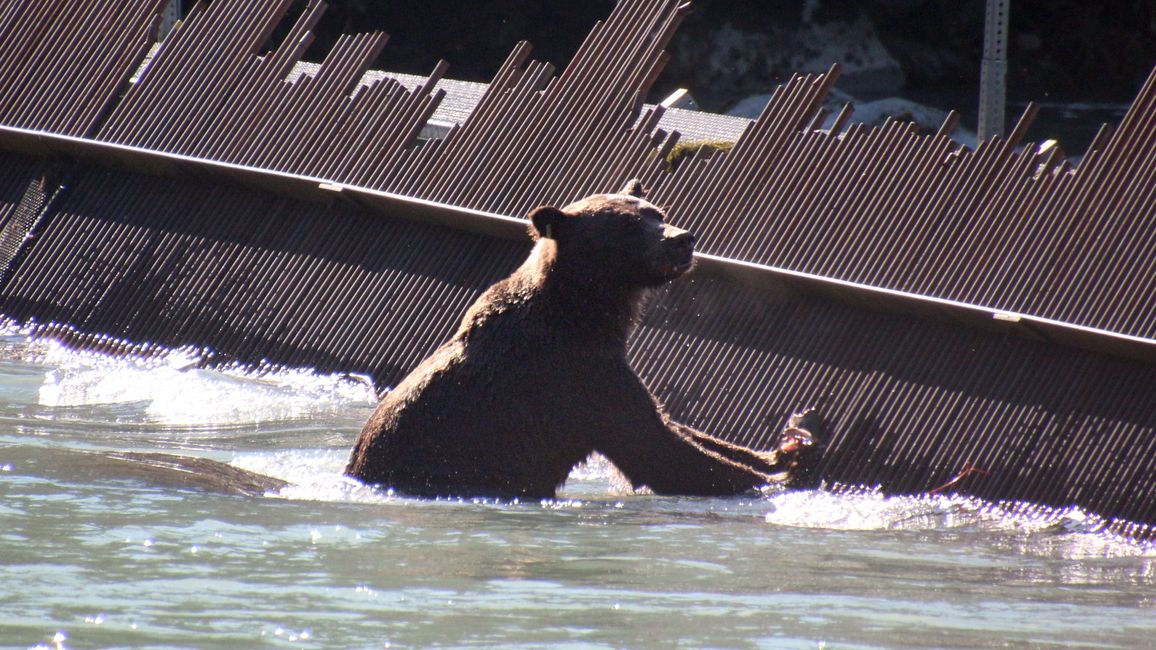 Day 27: Bear Show & Fantastic Mountain Worlds - back to Yukon/Canada