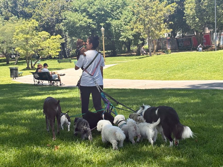 Everywhere dogs and they want to be sitted