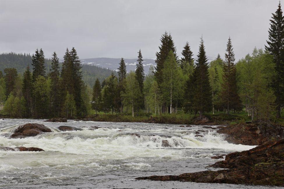 Wild Wild Norway