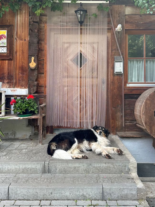 Moritz, der flauschige Sicherheitsdienst