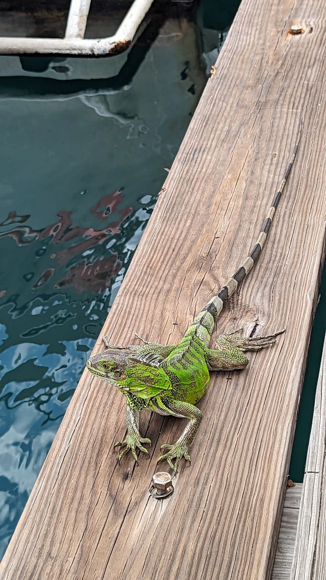 And another lizard on the jetty
