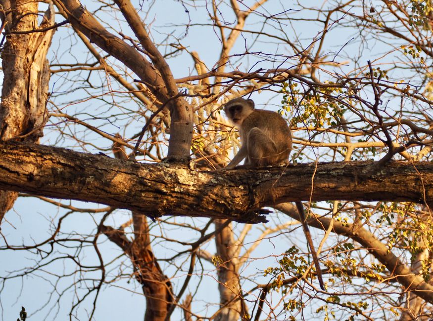 Safari pur-das Abenteuer beginnt