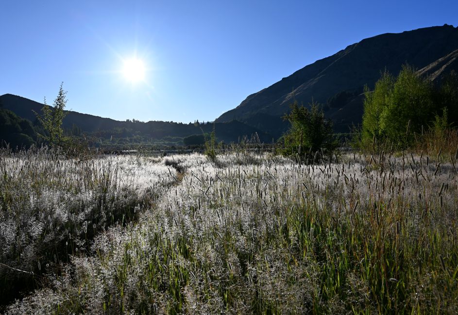 Grasses in the morning dew (Shotover River)