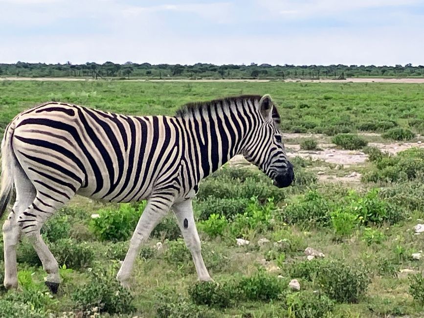 El Parque Nacional Etosha