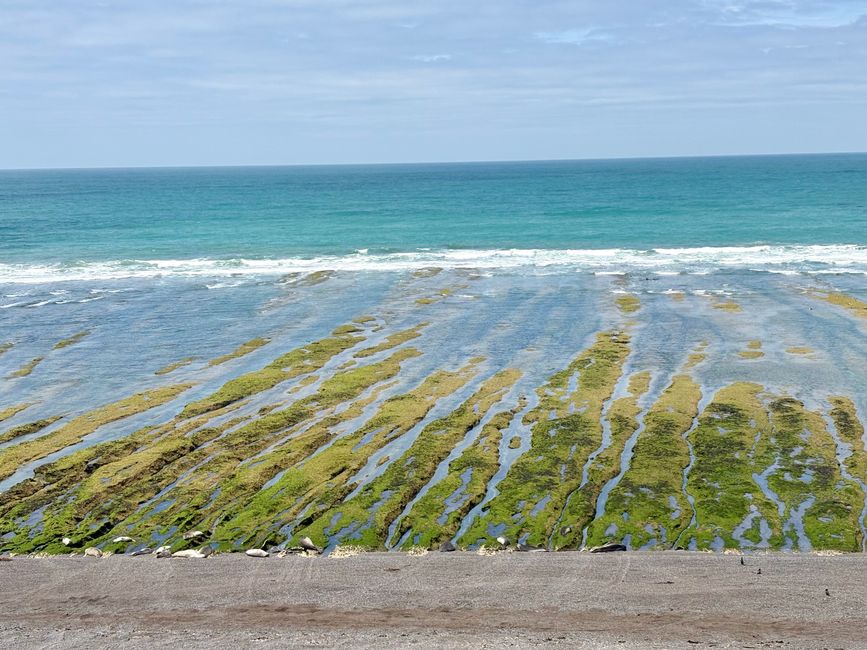Peninsula Valdes: See lions can be found all over the peninsula