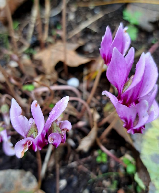 Autumn alpine violet