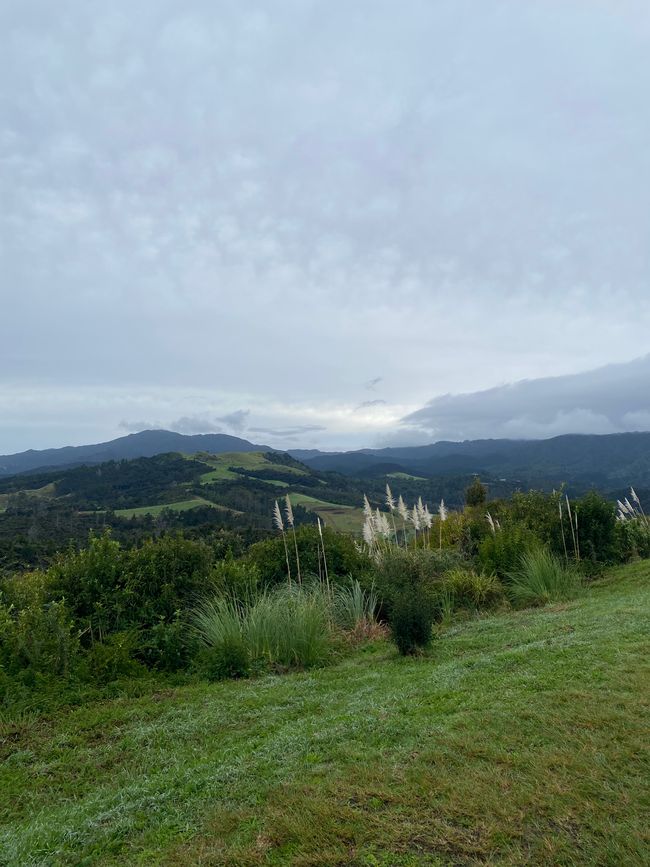 Coromandel loop