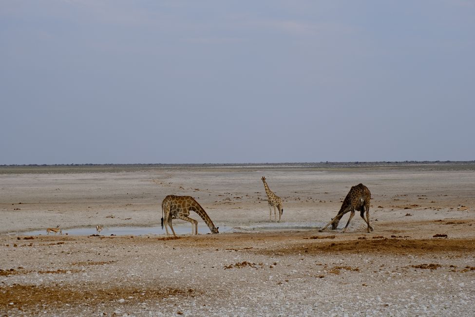 Etosha National Park 🐘🦒