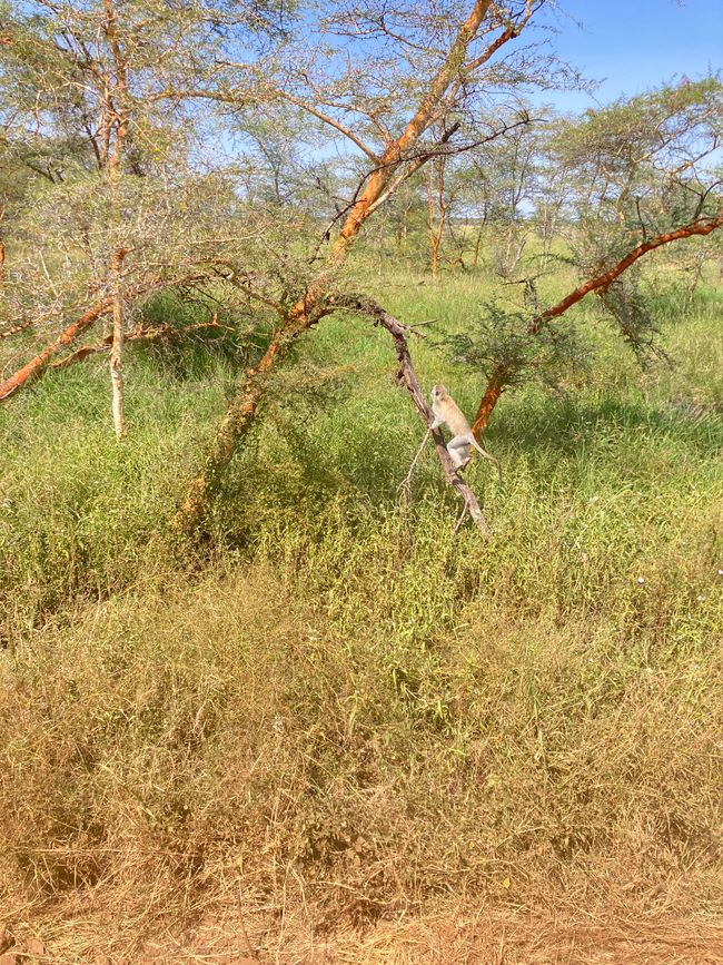 En la Serengeti - Día 3