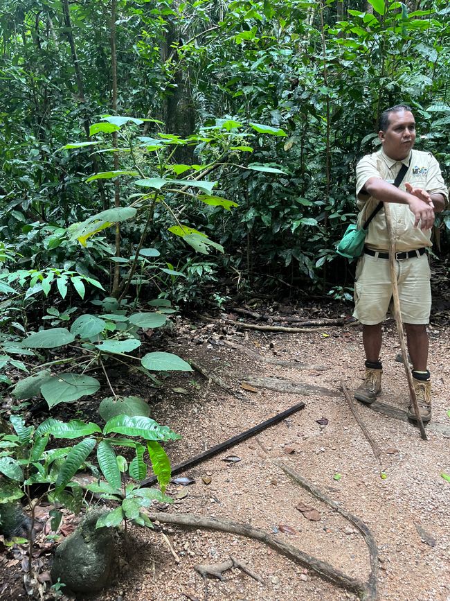 Gola di Mossman: area del patrimonio mondiale delle foreste pluviali umide