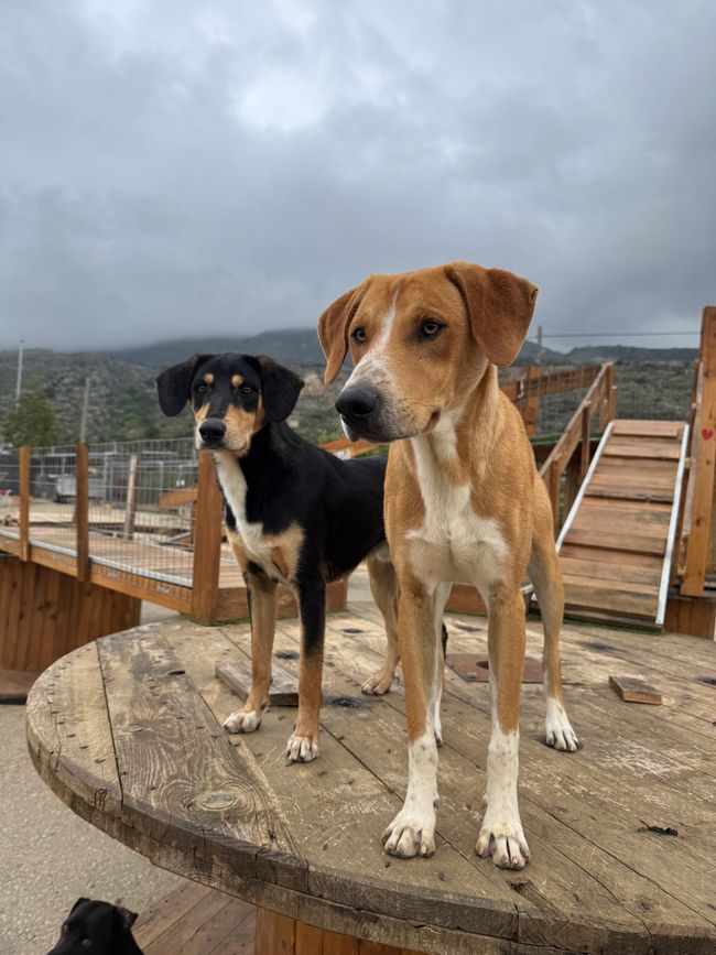 Perché i cani sono migliori degli esseri umani
