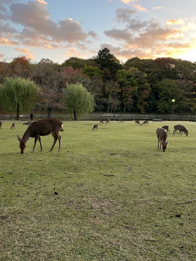 15. Capitolo: Visita al grande Buddha e sabato pomeriggio nel parco con proposta dal vivo