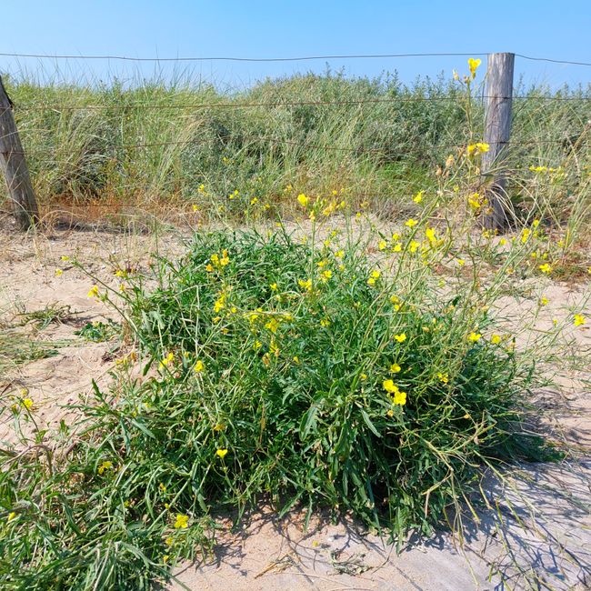 Dans les dunes