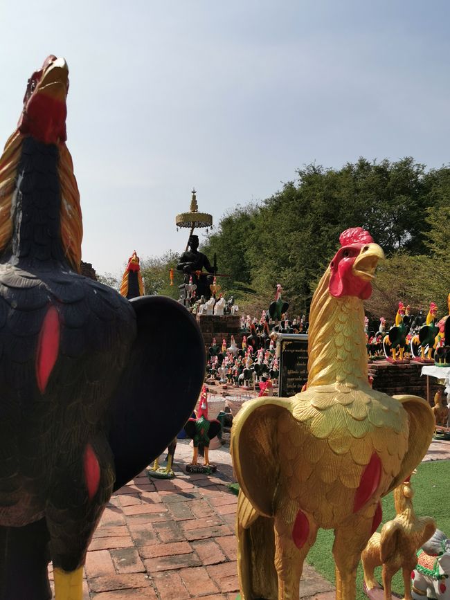 ... anno del gallo ???