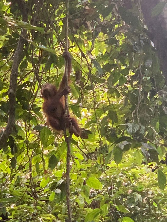 Sepilok - Sanctuaire des Orang-outans et des ours de soleil