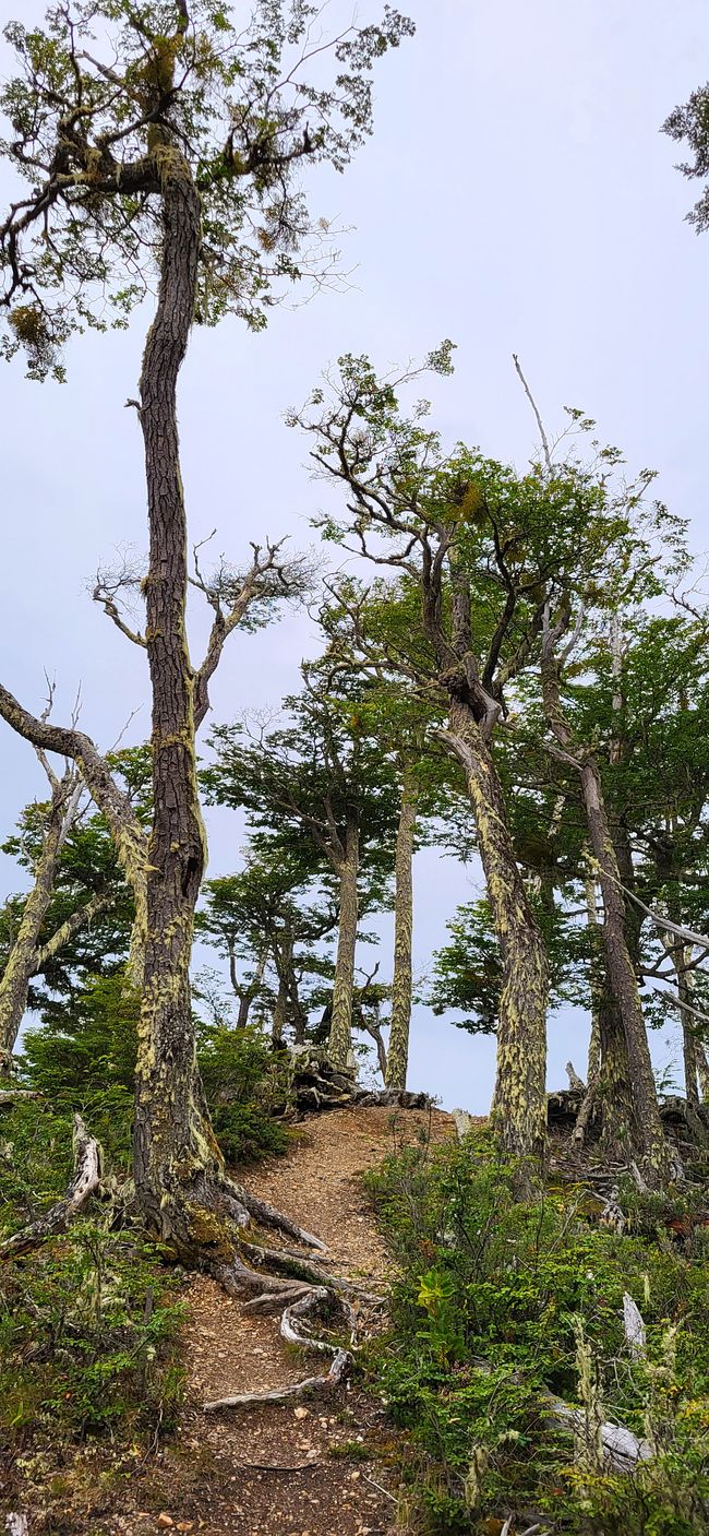Puerto Williams, Insel Navarino