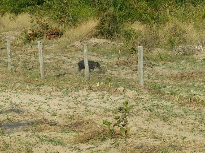 Brasil, A través del Pantanal