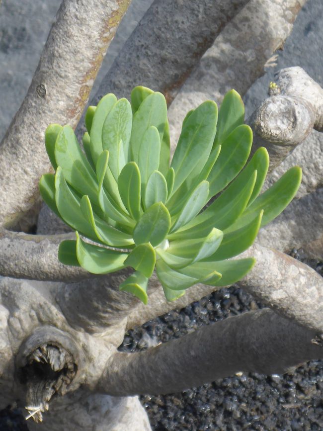 Lanzarote