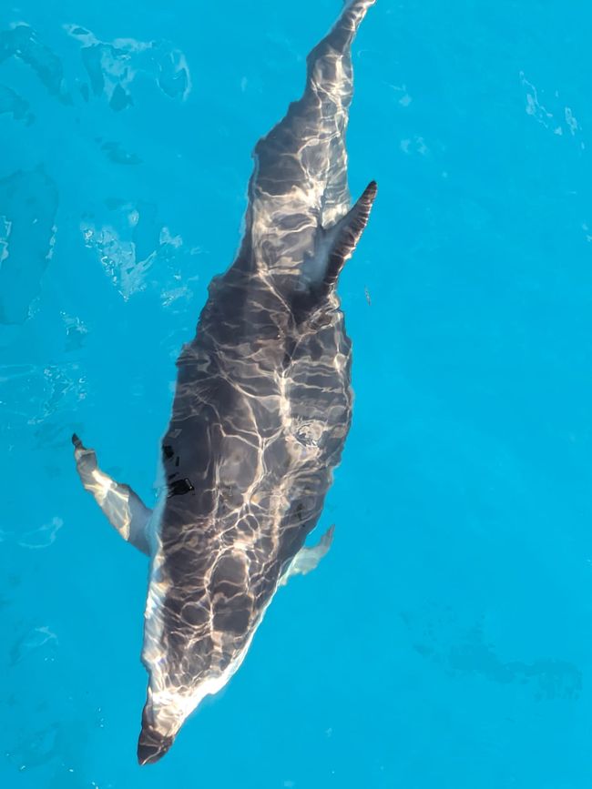 Delfin-Balett vor der South Bay in Kaikoura