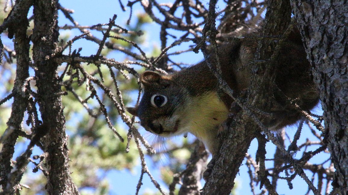 Day 27: Bear Show & Fantastic Mountain Worlds - back to Yukon/Canada