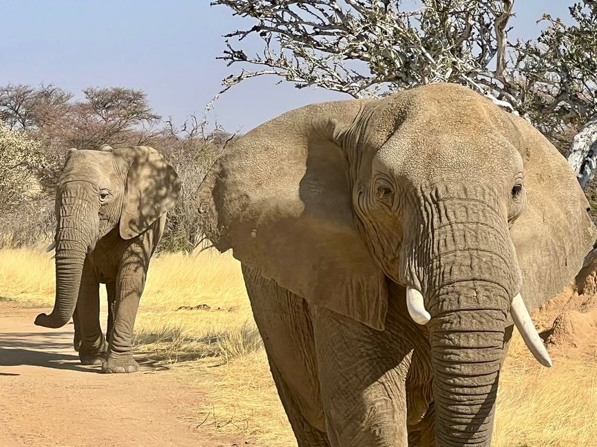 Namibia 2k25 🦓🏜️🐘