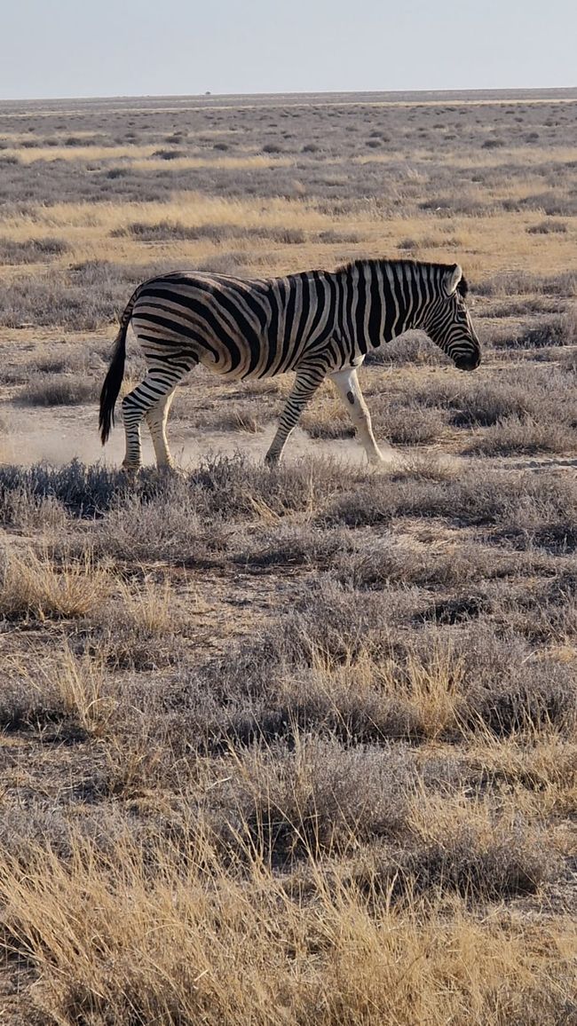Game Drive