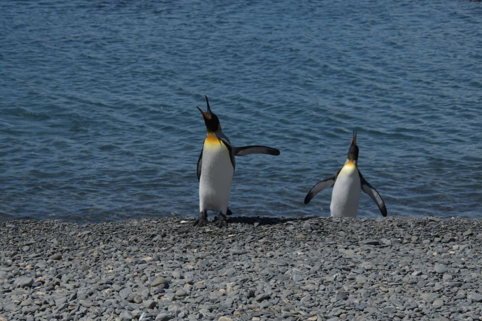 Königspinguine / King penguins