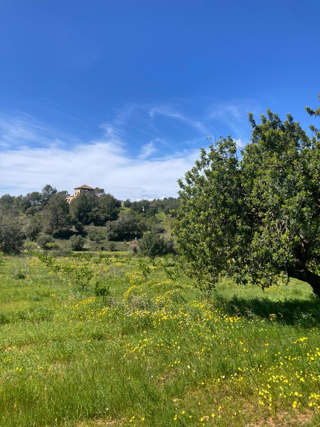 Wandern… von Santa Maria aus zum Tramuntana Gebirge…soweit meine Füße mich tragen