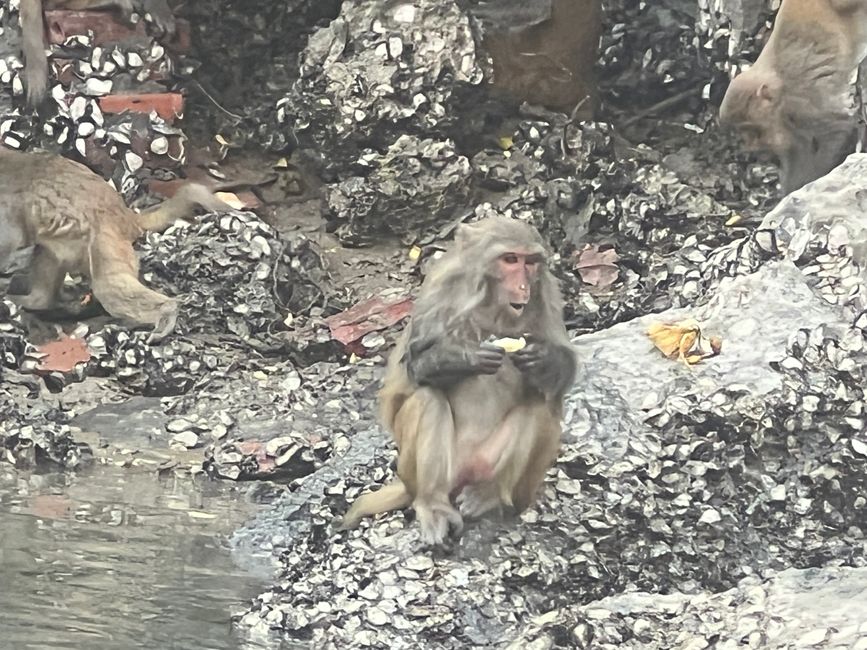 Tag 3 - Hanoi: Glitzereinhörner, Affen und die Kunst der Perlenzucht