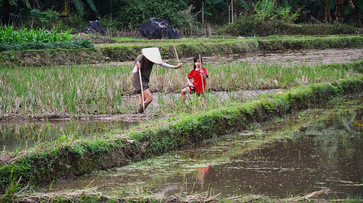 Dur travail dans les rizières