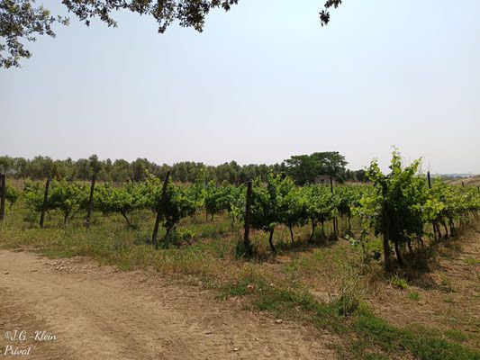 Tuscania und Wein
Mein Schiff Relax
11. Juni - 20. Juni 2025