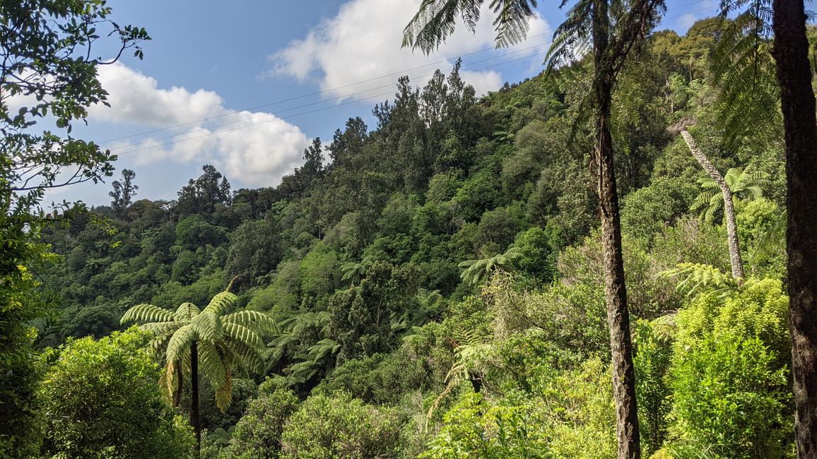 Tauranga