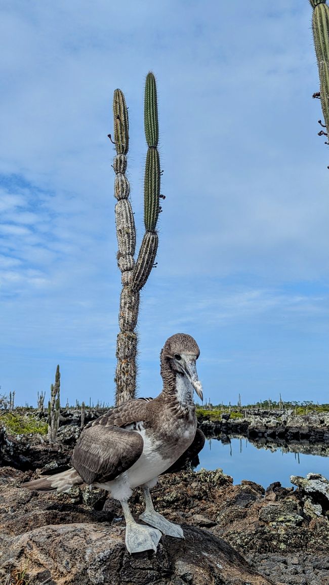 Galapagos Islands