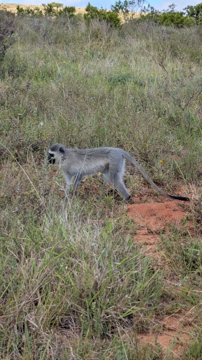 Addo Nationalpark