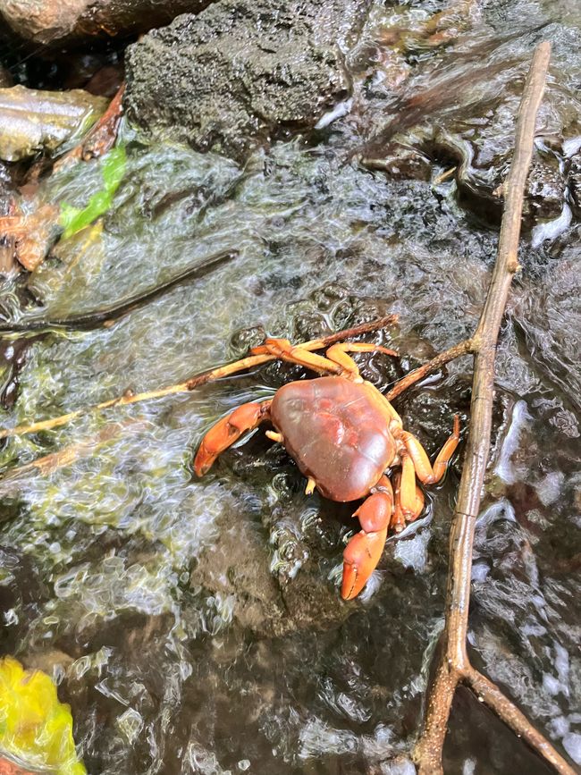Queen Elizabeth Nationalpark