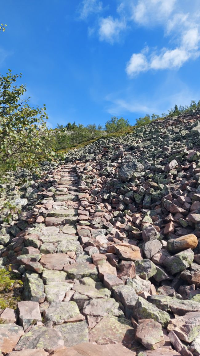 Parc national de Fulufjellet - Safari d'élans
