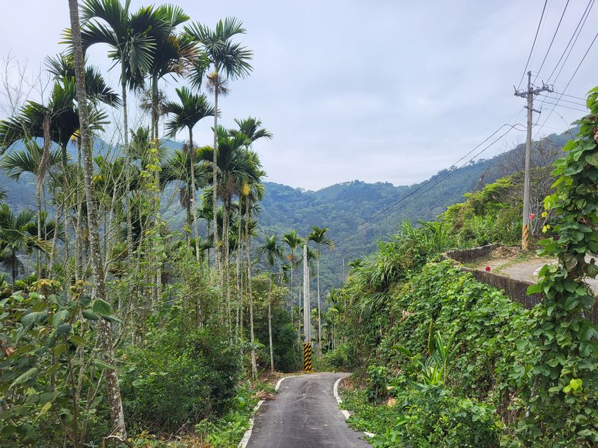 Coffee Road, 36 Kehren, Wälder und Teeplantagen!