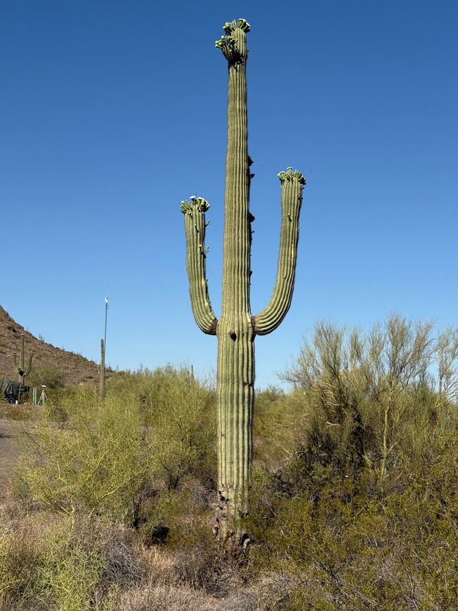 BLOG 11: En la tierra del cactus Saguaro