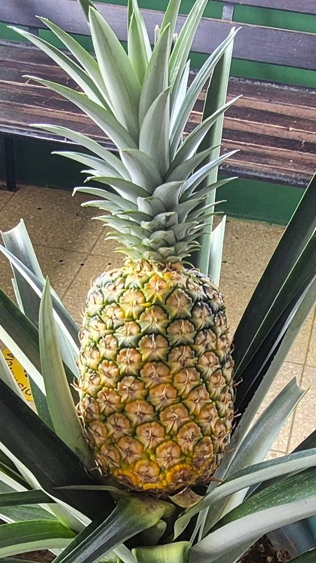 BLOG 9: Piña, Búfalo de agua y Vainilla