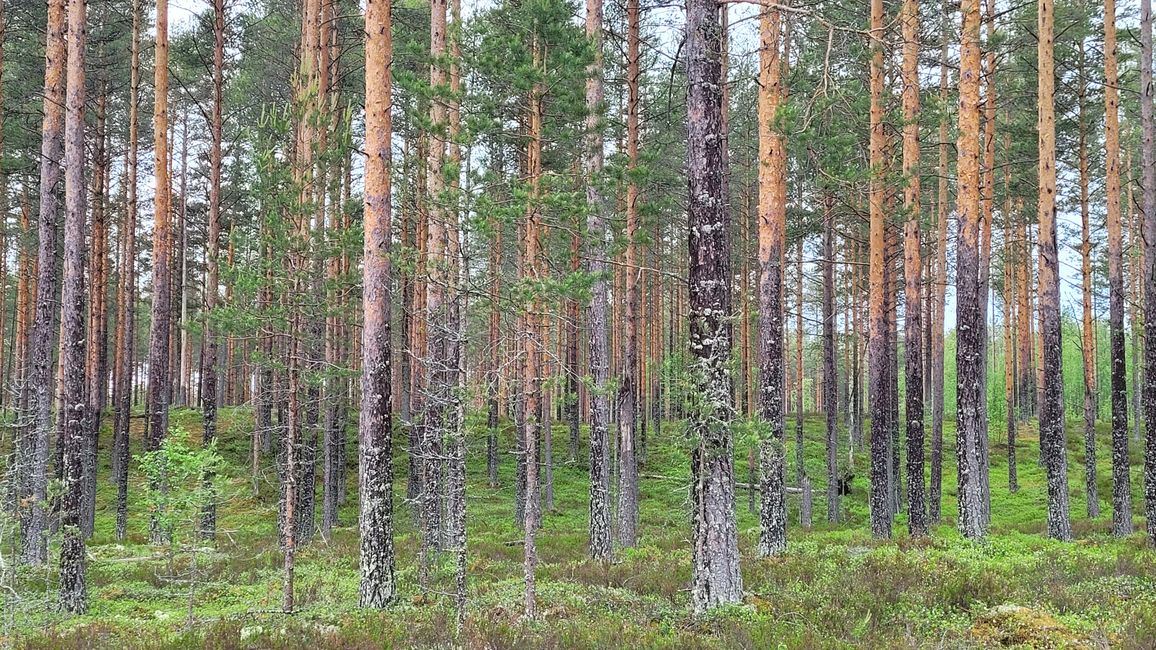 Finnland 31.Mai-14.Juni 2024/10.Juni