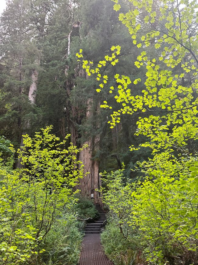 North Californian redwoods