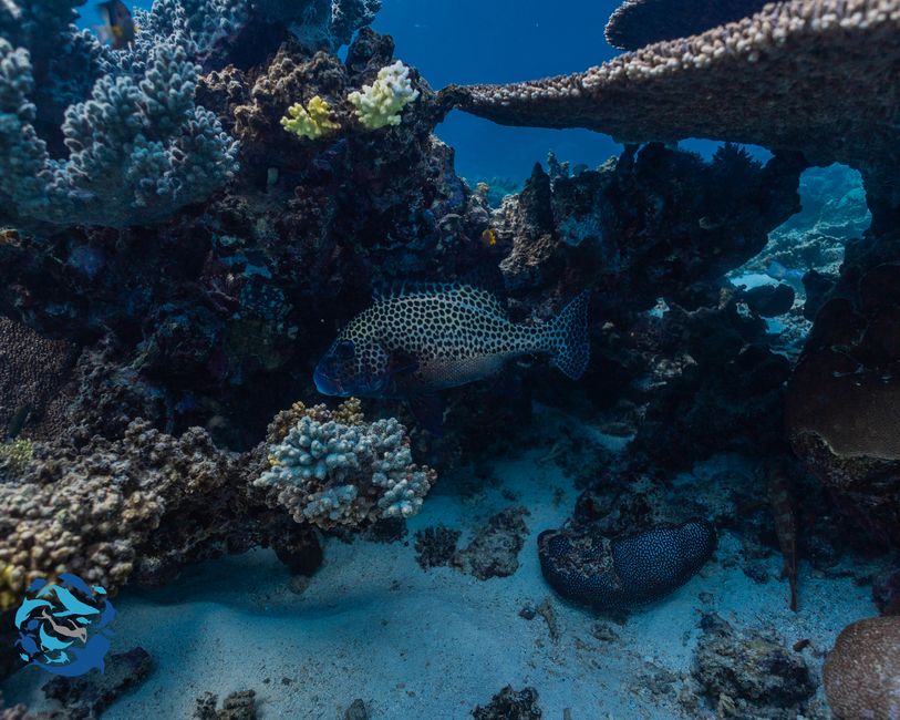 Snorkeling