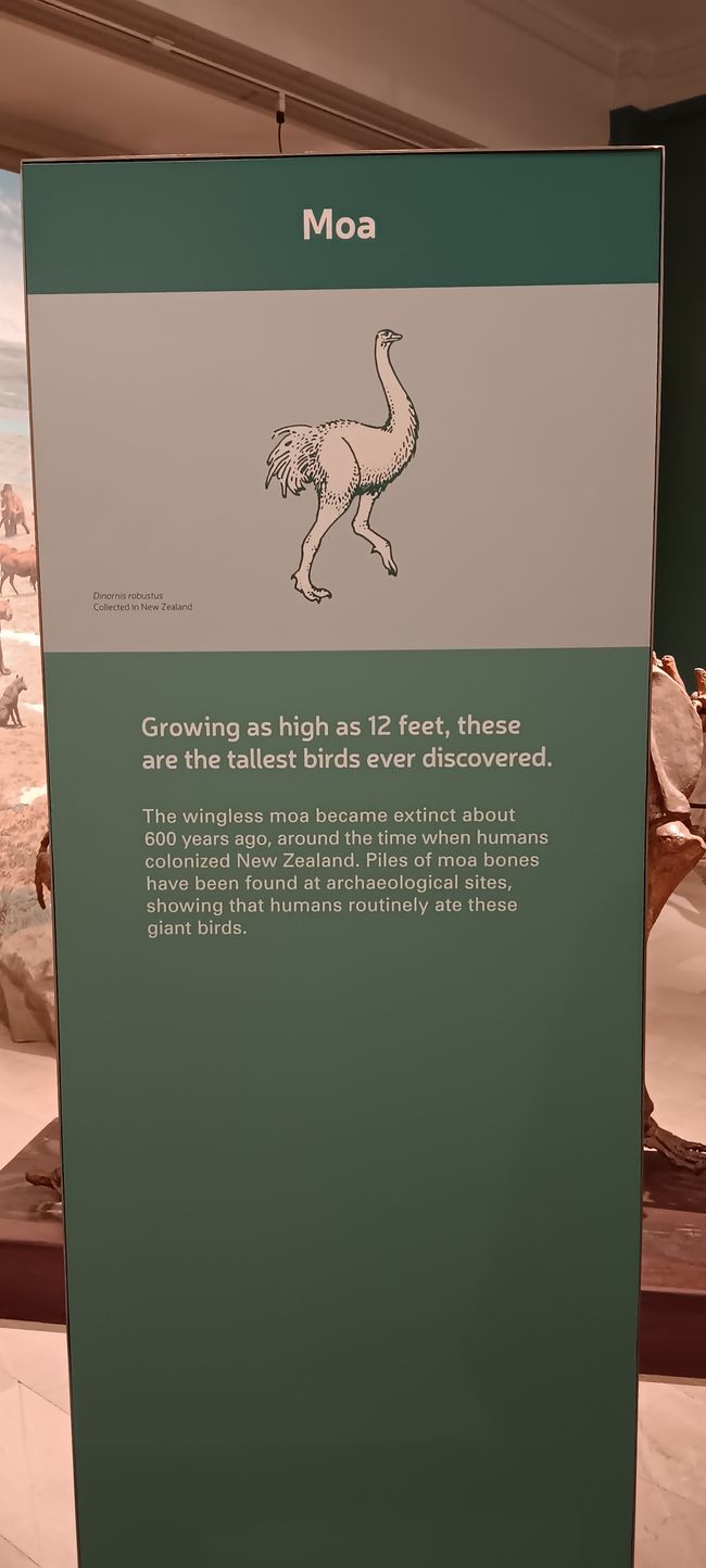 Museum of natural history I